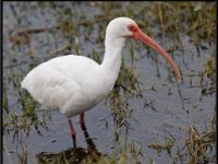 Water Birds82