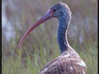 Water Birds83