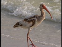 Water Birds84