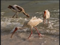 Water Birds85