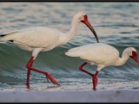 Water Birds88