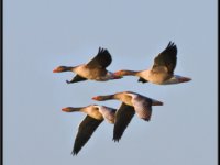 Water Birds9