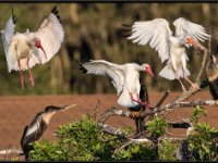 Water Birds90