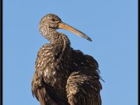 Water Birds92