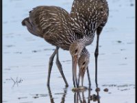 Water Birds93
