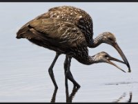 Water Birds94