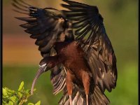 Water Birds96