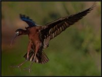 Water Birds97