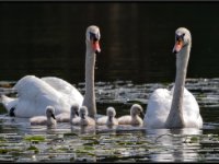 Water Birds99