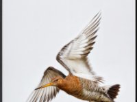 Water%20Birds35-enhanced 1375x1600 U 100 Long Edge gainMap