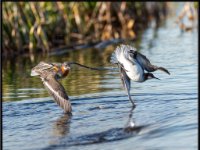 Water%20Birds48-enhanced 1600x1238 U 100 Long Edge gainMap