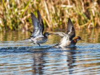 Water%20Birds49-enhanced 1600x1055 U 100 Long Edge gainMap