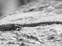 081717 0194 BW