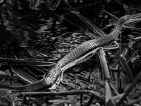 20180210 3742-BW