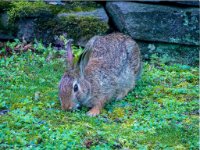 Backyard Rabbit