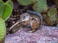 Chipmunk2