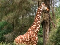 Giraffe-enhanced 1920x2454 U 80 Original ratio