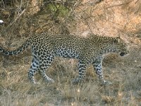 Leopard on the move