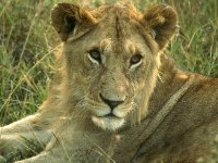 Lioness close-up