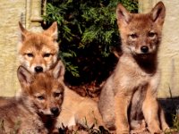 Little Foxes