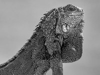 Lizzard BW
