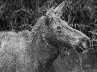 Moose BW