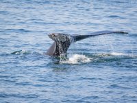 Whale Tail1 copy