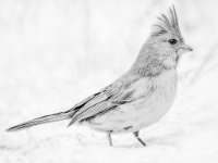 Cardinal Snow-enhanced 1600x1281 U 100 Long Edge gainMap