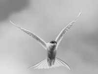 IMG 9828 copy-Enhanced-NR 1