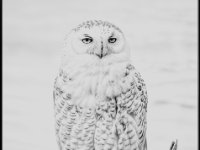 Owls23-enhanced 1920x2065 U 80 Original%20ratio-enhanced 1488x1600 U 100 Long Edge gainMap