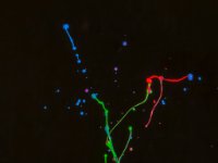 A29A2746-Enhanced-NR