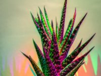 Cactus1 : Web Sharp: Original ratio