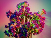 Color Flower2 : Web Sharp: Original ratio