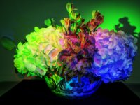 Flowers2 : Web Sharp: Original ratio