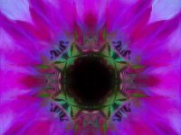 Clematis-web768x768U100