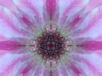 Mandala Clematis2