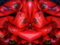 Peppers : Web Sharp: Original ratio