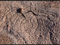 Atacama Desert9