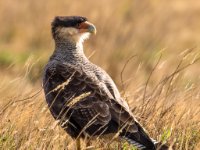 Wildlife