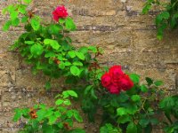 CRW 4995-web1025x1080U100