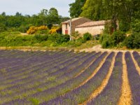 IMG 1393-web727x1077U100