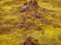 585A1442 : Web Sharp: Original ratio