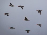 Puffins1