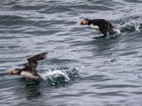Puffins2