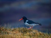 MG 9716-Enhanced-NR 1