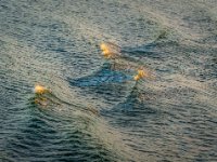 IMG 5168-Enhanced-NR