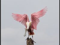 Large Birds10