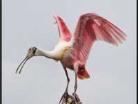Large Birds11