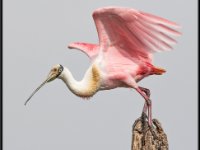 Large Birds12