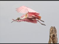 Large Birds13
